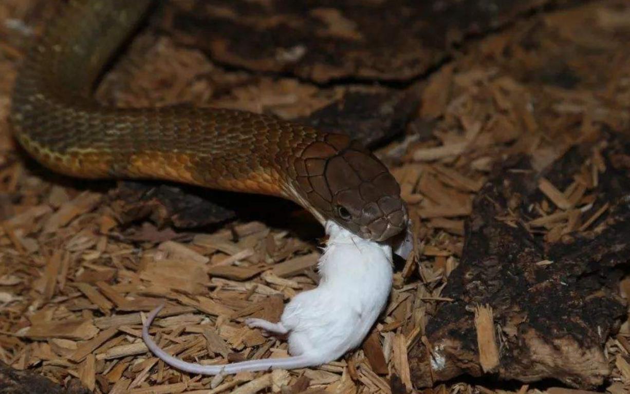 眼镜蛇捕食老鼠,它们只会释放一定量的毒液,麻醉猎物的肺部