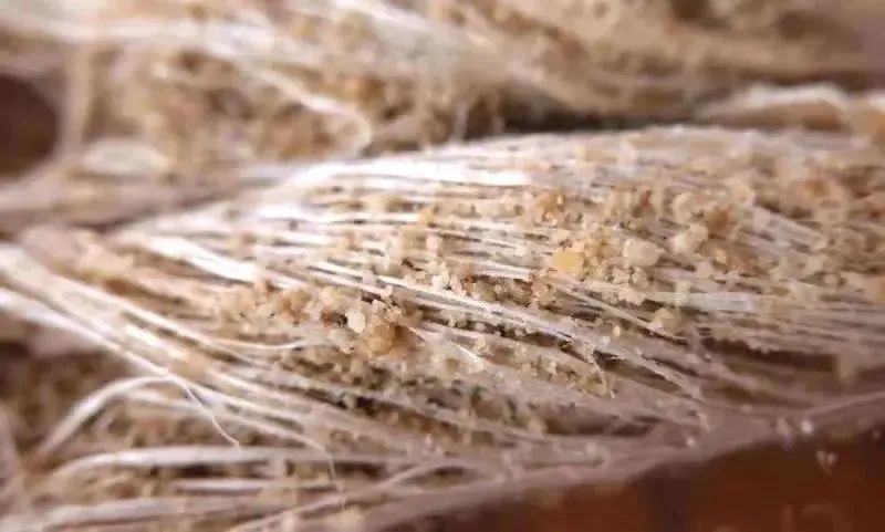 谷爱凌带火了蜜三刀？！山东的甜蜜担当还有更多！休闲区蓝鸢梦想 - Www.slyday.coM