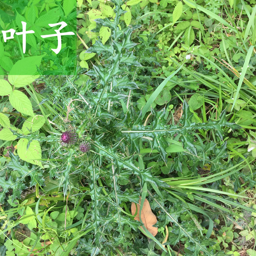 农村随处可见的大蓟全身长满了刺价值可真不少看到请重视