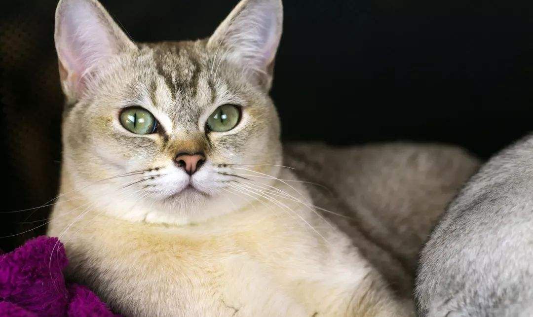 波米拉猫的历史溯源～|波米|猫|猫咪_新浪新闻