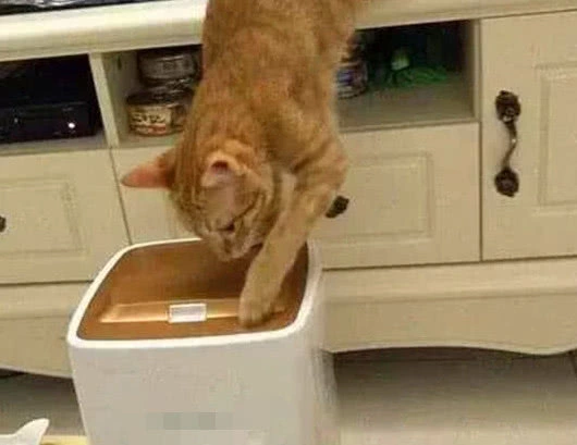 主人买了自动喂食器,几天后看到猫咪反应,急得立马拿去丢掉休闲区蓝鸢梦想 - Www.slyday.coM 主人买了自动喂食器,几天后看到猫咪反应,急得立马拿去丢掉休闲区蓝鸢梦想 - Www.slyday.coM