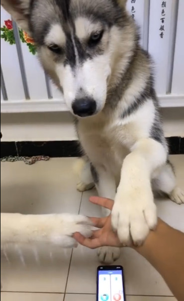 主人用人狗翻译器说用十年寿命换哈士奇跟它握个手结果太搞笑了