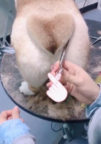 主人给柯基剃毛看到柯基的屁股网友都懵了有大事要发生