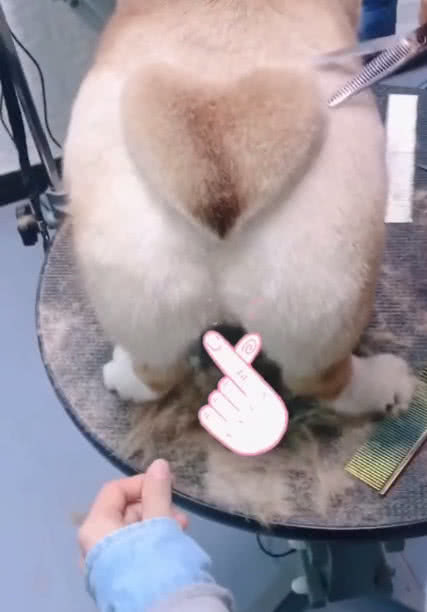 主人给柯基剃毛看到柯基的屁股网友都懵了有大事要发生