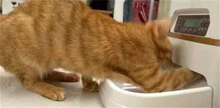 主人买了自动喂食器,几天后看到猫咪反应,急得立马拿去丢掉休闲区蓝鸢梦想 - Www.slyday.coM 主人买了自动喂食器,几天后看到猫咪反应,急得立马拿去丢掉休闲区蓝鸢梦想 - Www.slyday.coM