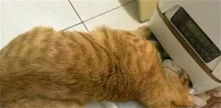 主人买了自动喂食器,几天后看到猫咪反应,急得立马拿去丢掉休闲区蓝鸢梦想 - Www.slyday.coM 主人买了自动喂食器,几天后看到猫咪反应,急得立马拿去丢掉休闲区蓝鸢梦想 - Www.slyday.coM