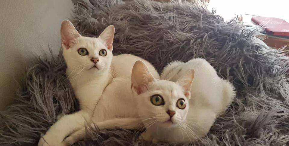 波米拉猫的历史溯源～|波米|猫|猫咪_新浪新闻