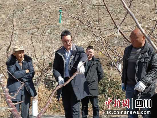 川农专家现场教授汶川甜樱桃春季管理  打好丰收基础休闲区蓝鸢梦想 - Www.slyday.coM