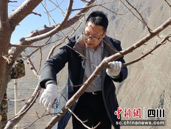 川农专家现场教授汶川甜樱桃春季管理  打好丰收基础休闲区蓝鸢梦想 - Www.slyday.coM