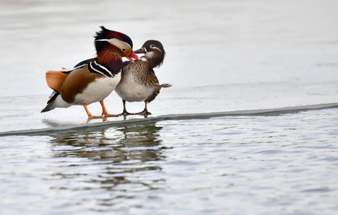 人文风景| 美图赏析|鸳鸯|鸳|鸳鸯枕_新浪新闻