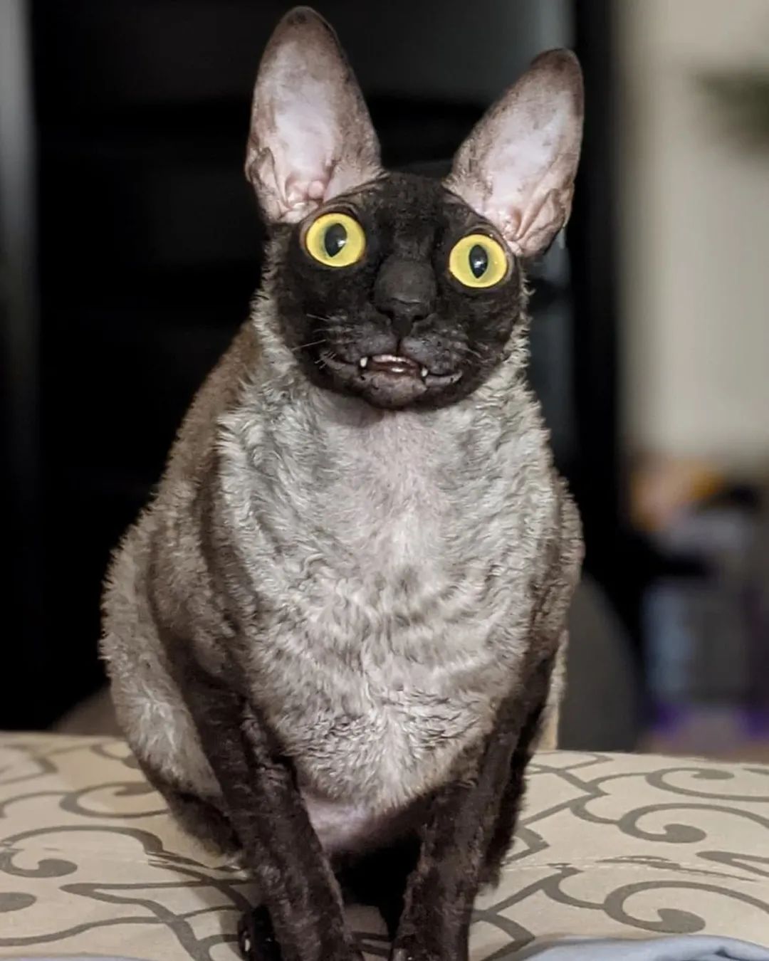 猫长得太奇怪,主人收到古怪信息说它是恶魔,快关起来!网友:呵呵!