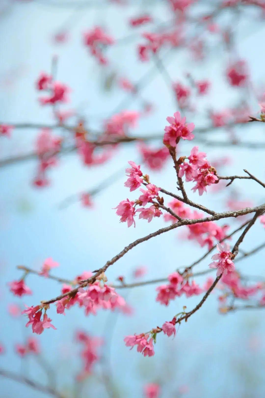 美赤湾樱花季来了