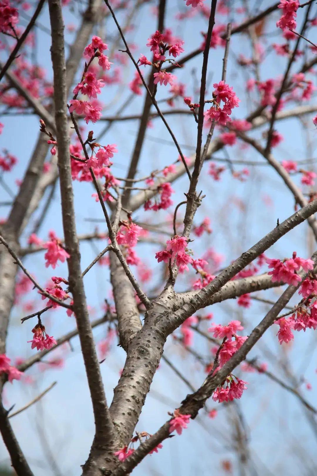美赤湾樱花季来了