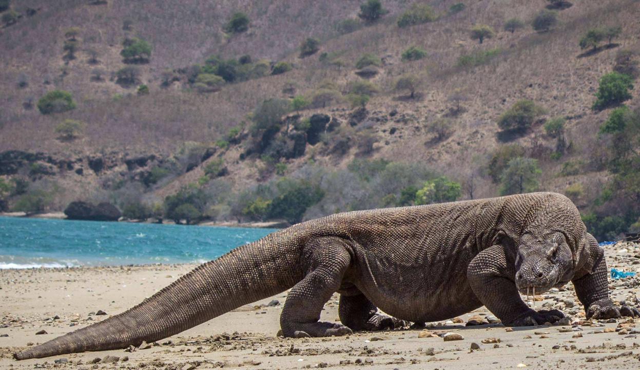 最大的科莫多巨蜥图片
