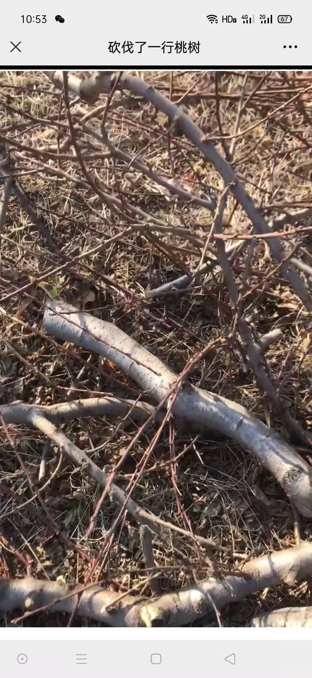 砍伐了一行桃树|桃树|一行|盛期_新浪新闻