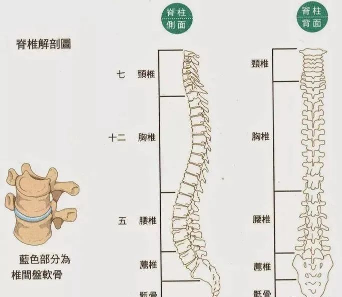 触诊口诀一学就会