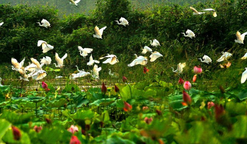 华北生态明珠！北方最大的淡水湖南四湖未来竟会变成这个样子……休闲区蓝鸢梦想 - Www.slyday.coM