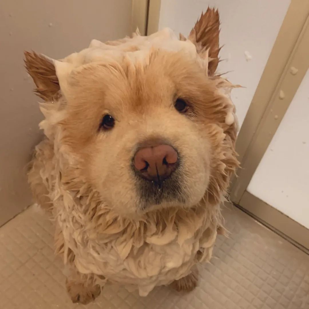 可可爱爱松狮犬不小心屁股栽进水盆里下一秒的表情萌翻了