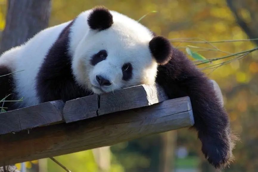 就想问熊猫或许是什么日本人诱捕器吗