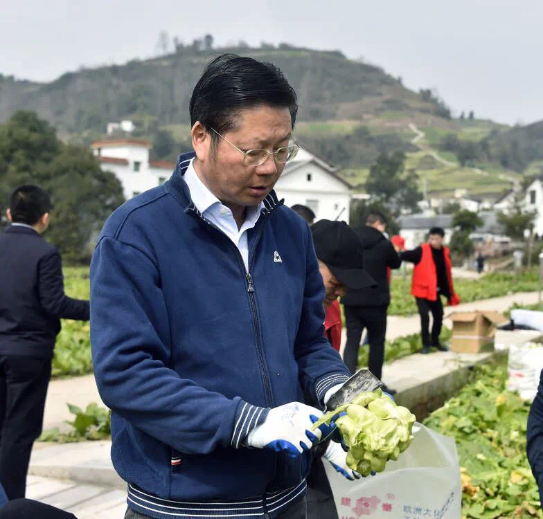 书记区长下地砍收青菜头王志杰现场绘制涪陵版富村山居图