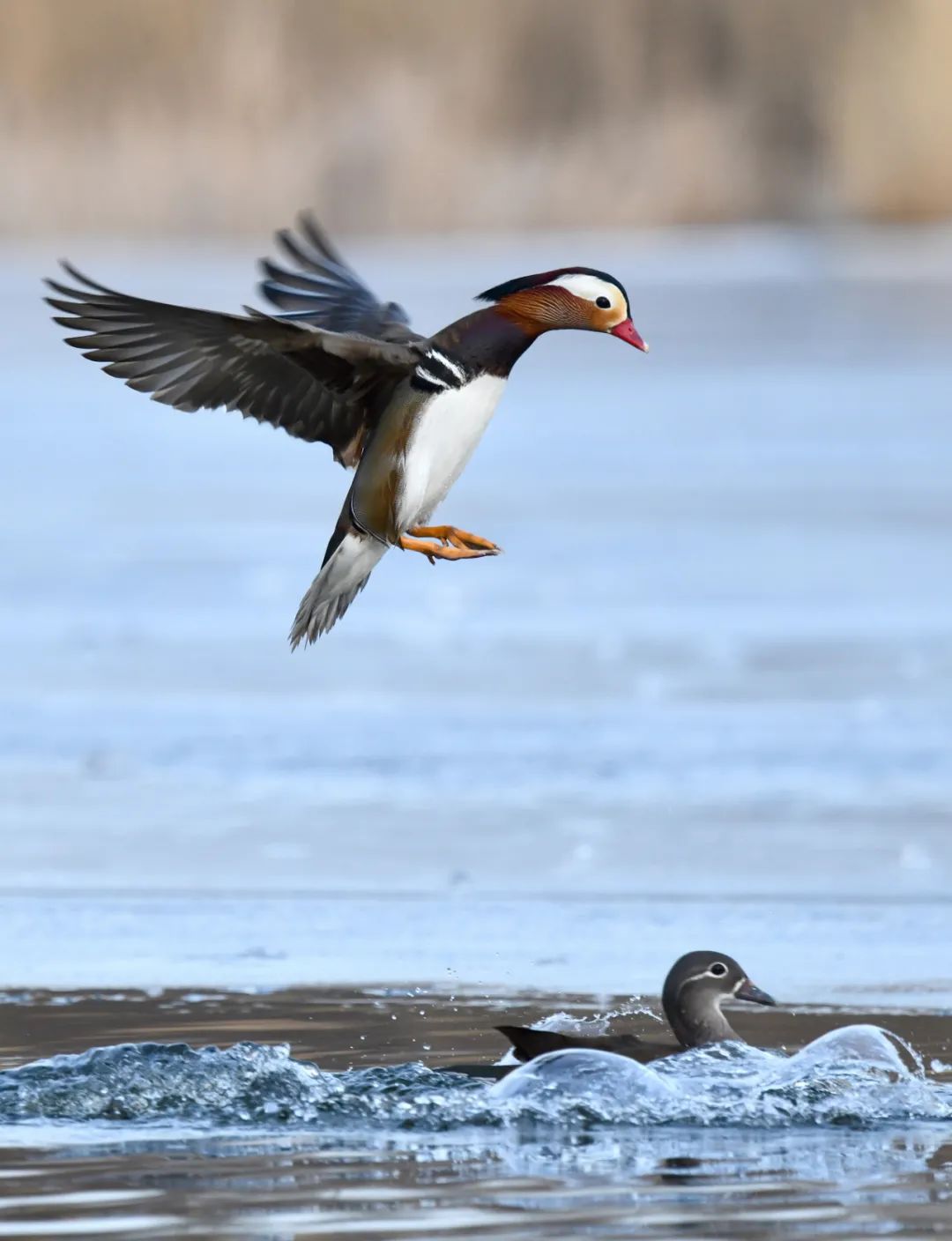 人文风景| 美图赏析|鸳鸯|鸳|鸳鸯枕_新浪新闻