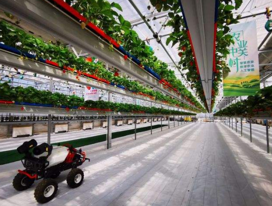 06,5g云端草莓:实现亩产增收6万元