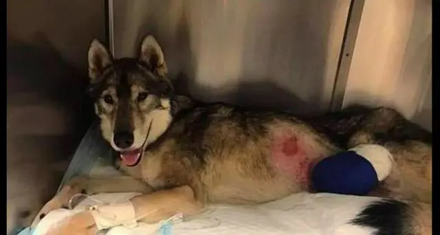 狗狗独自进森林想找回小主人，不料被其他动物攻击失去了一条腿！休闲区蓝鸢梦想 - Www.slyday.coM