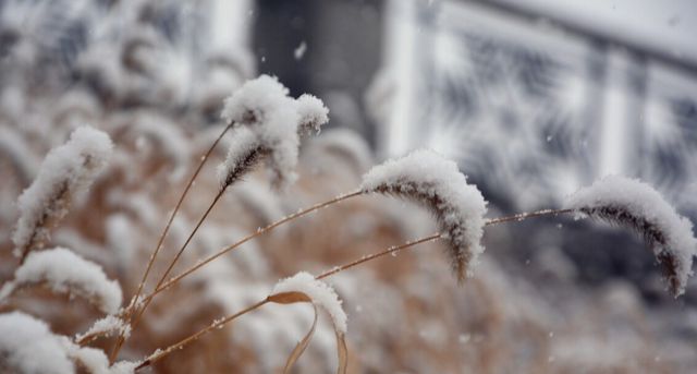 天气预报新一轮大到暴雪将登场连下15天春天冷哭农谚咋说