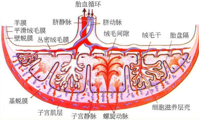 母体通过蜕膜中的螺旋动脉到达胎盘中中满绒毛的空间,将胎儿绒毛浸入