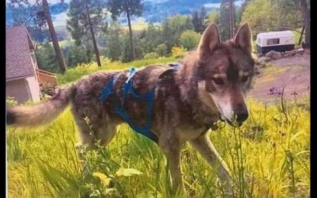 狗狗独自进森林想找回小主人，不料被其他动物攻击失去了一条腿！休闲区蓝鸢梦想 - Www.slyday.coM