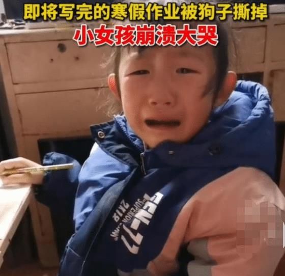 安徽小学生辛辛苦苦补作业，却被狗撕碎当场大哭，老师的回应亮了休闲区蓝鸢梦想 - Www.slyday.coM