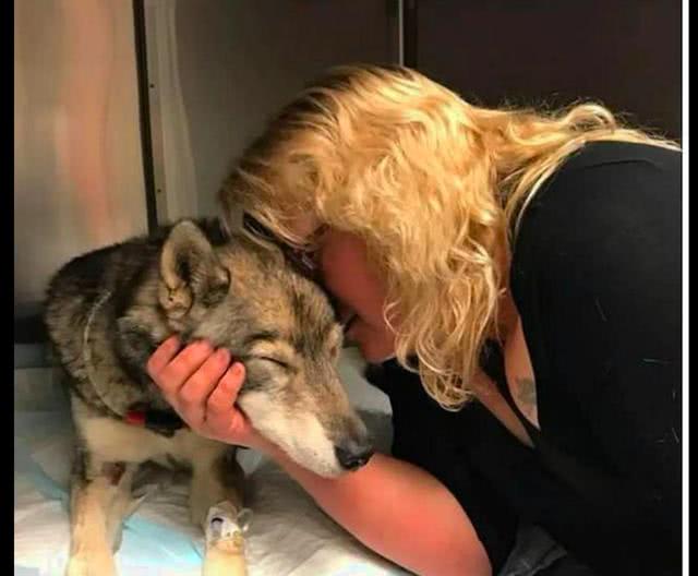 狗狗独自进森林想找回小主人，不料被其他动物攻击失去了一条腿！休闲区蓝鸢梦想 - Www.slyday.coM
