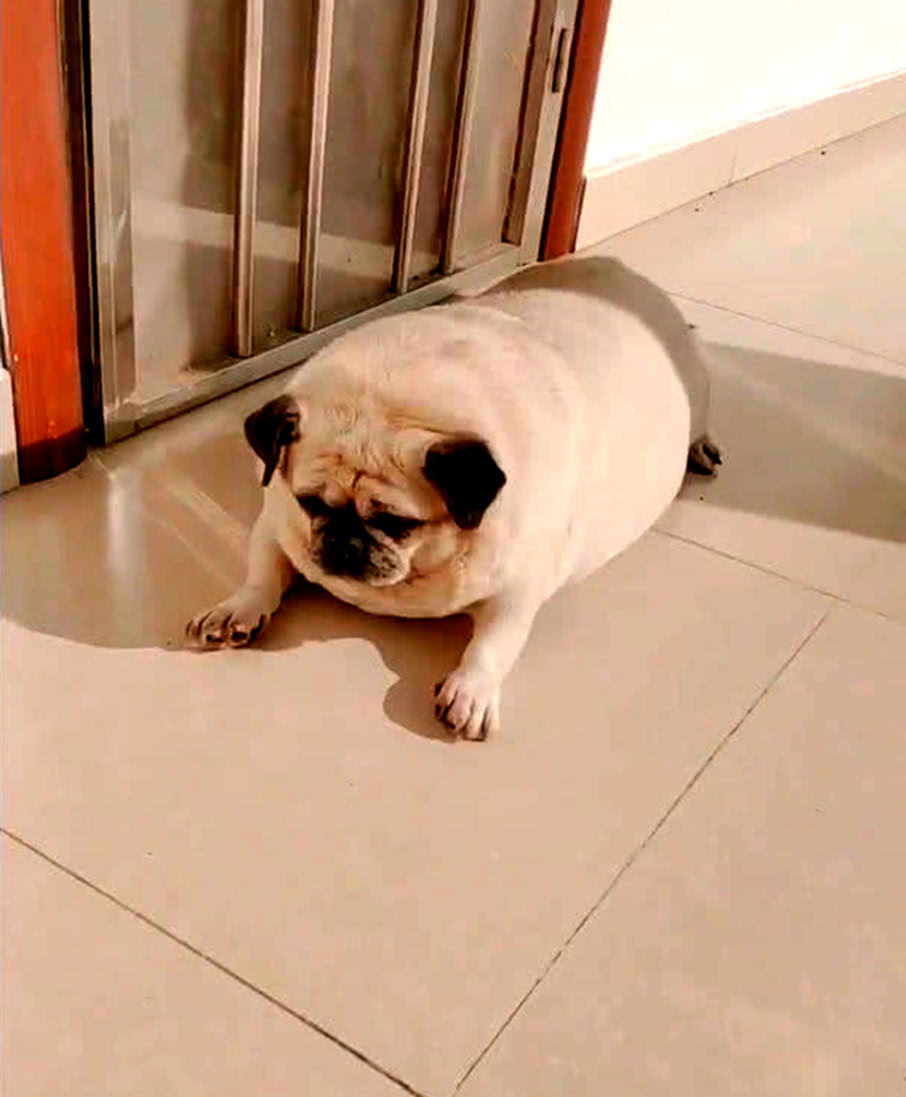 狗狗胖出双下巴被主人带回乡下减肥一年后再见时吓得石化了