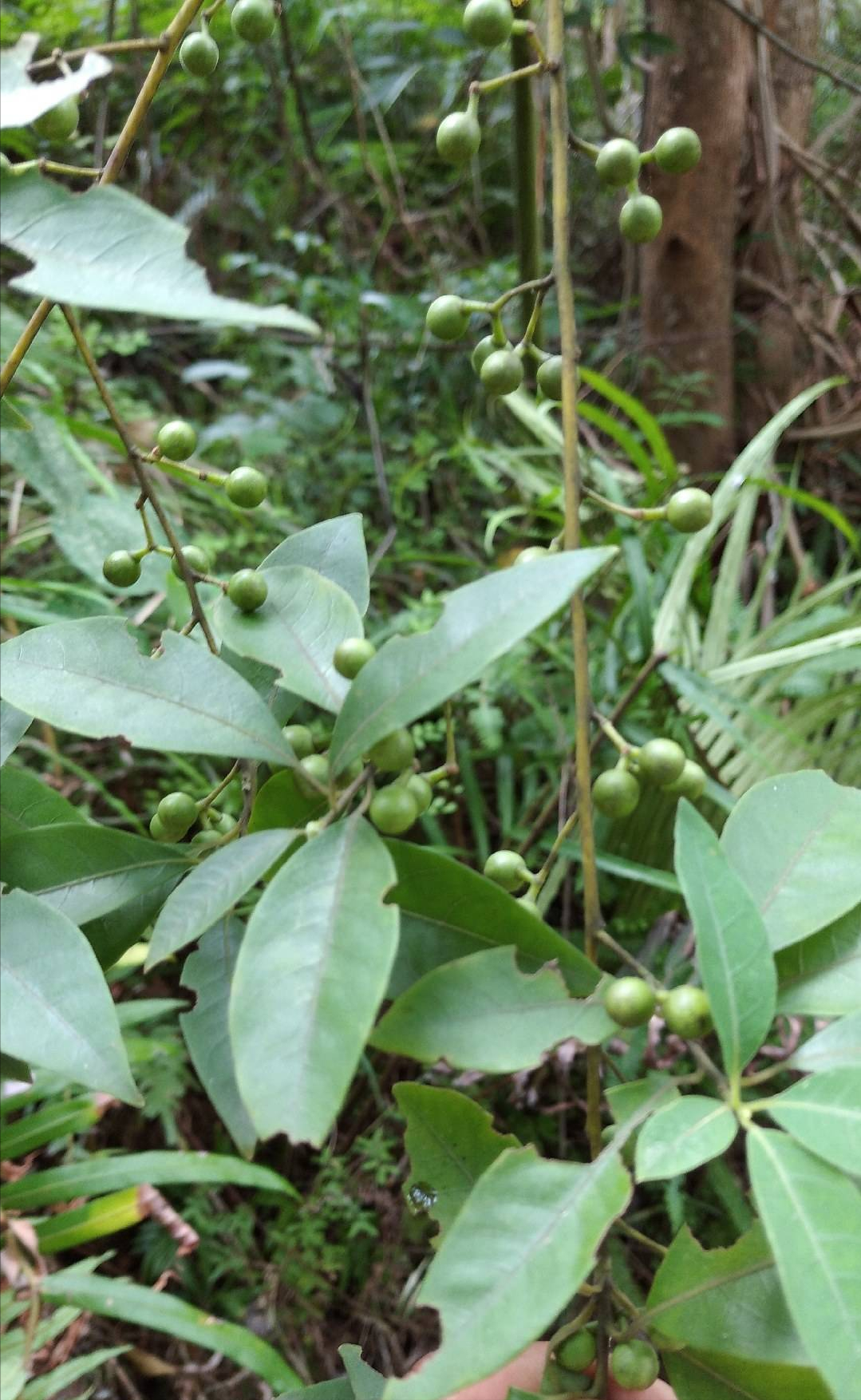 对风湿关节有很好的作用,看到请重视|威灵仙|植物|风湿_新浪新闻