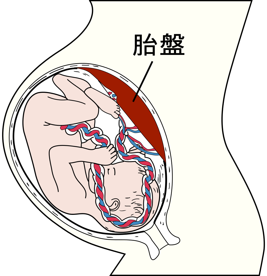 脐静脉位置图片