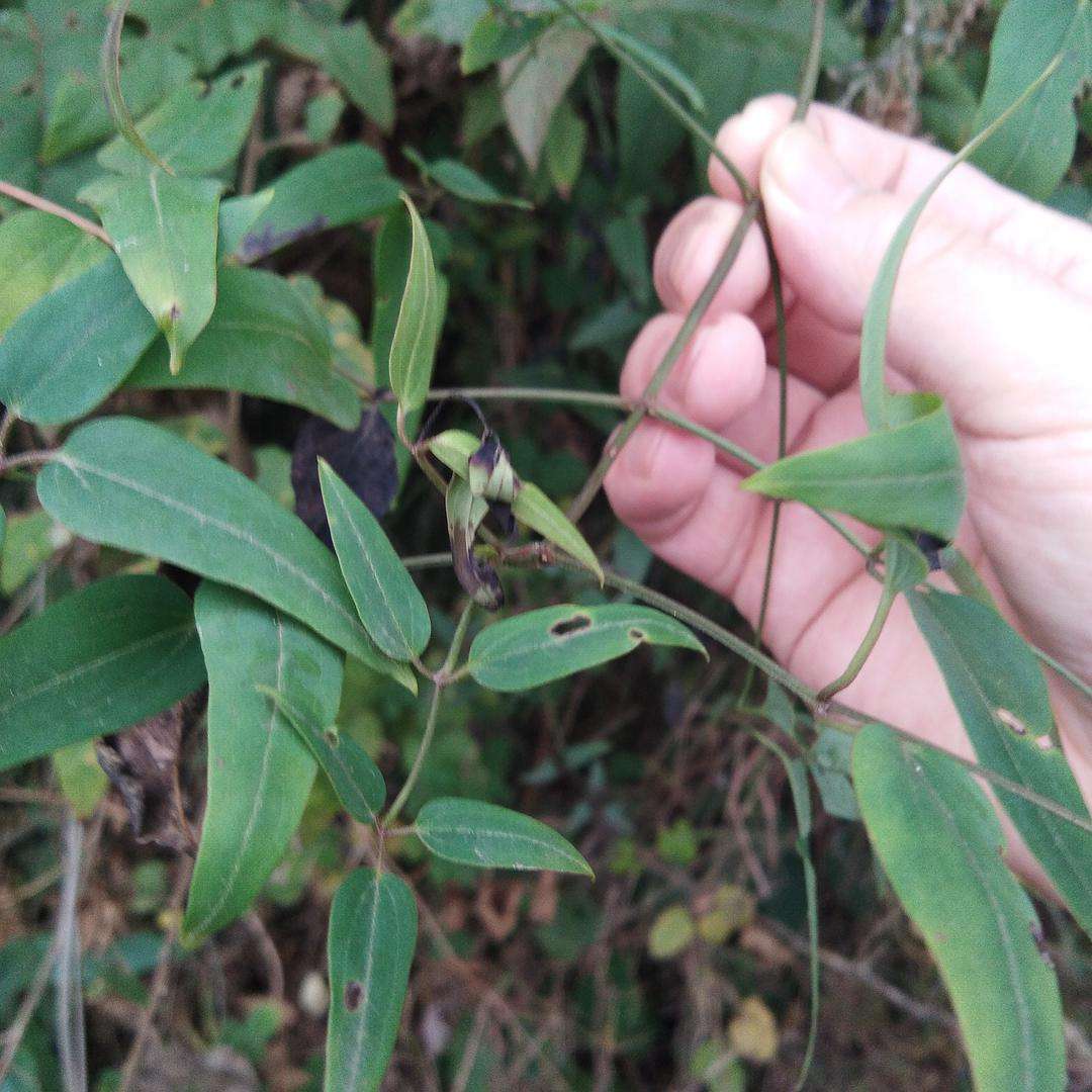 有着仙草美誉的威灵仙对风湿关节有很好的作用看到请重视