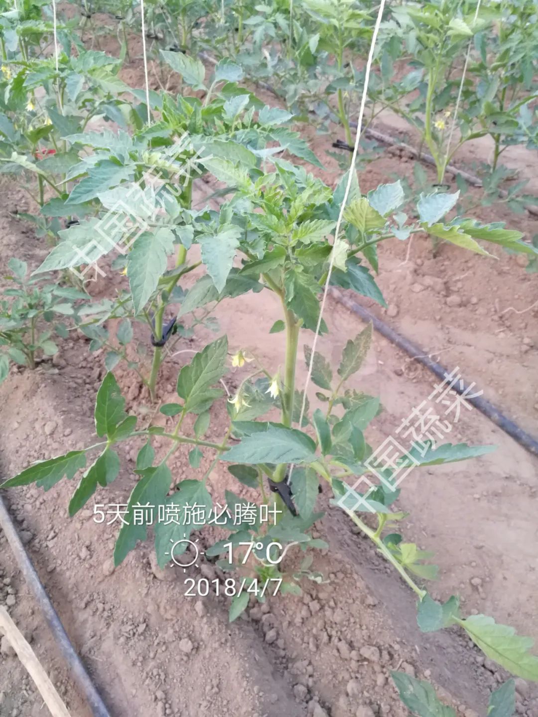 大范围雨雪又要上线 蔬菜冷害一定要早防 蔬菜 新浪新闻