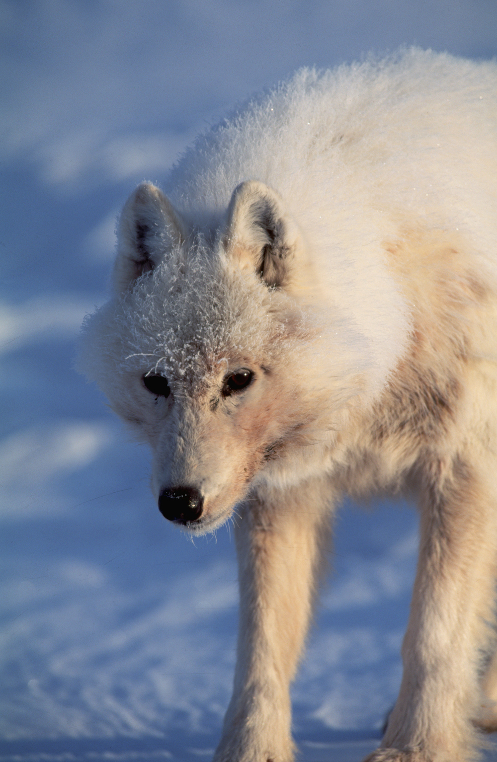 与北极荒原狼的一次赤裸相遇