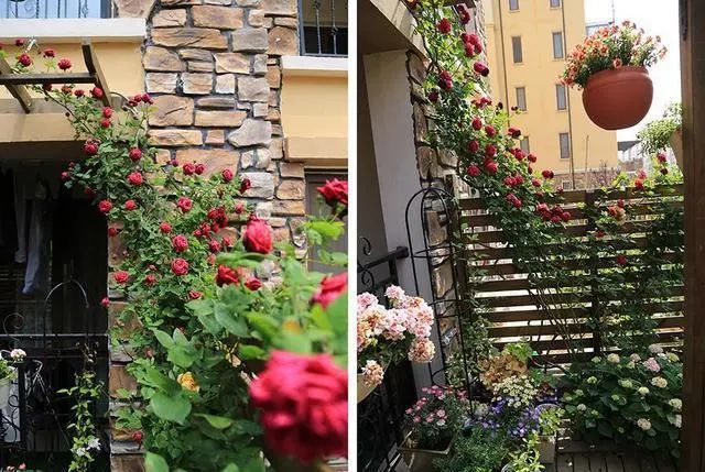 他花了6万将毛坯院子改造成私家小花园50㎡的院子里种植了60多种植物