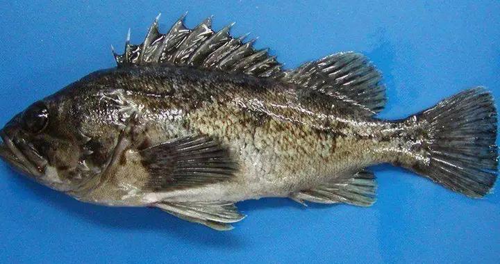 福岛水域被证实捞出"核鲉鱼",日本第一时间封锁上市