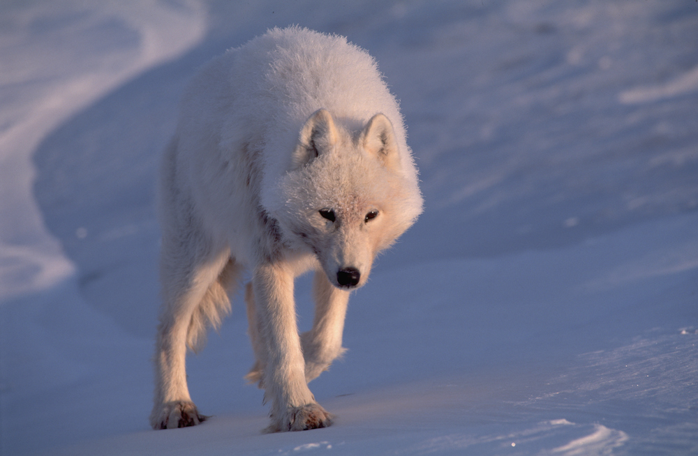 一群狼被成群的北美驯鹿包围着;尽管双方都明显完全知道对方的存在,但