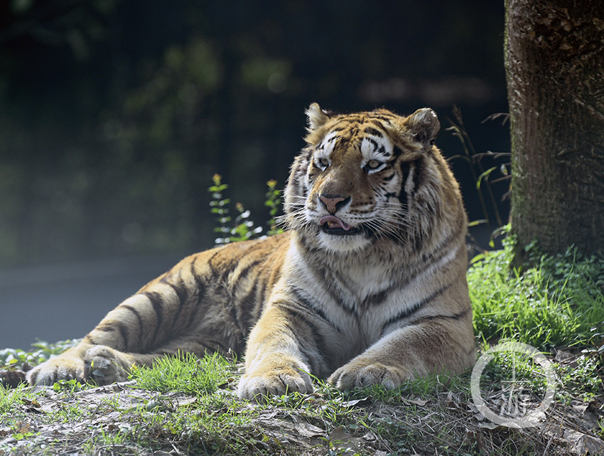 《虎虎生威》组照三 卜寿林 摄