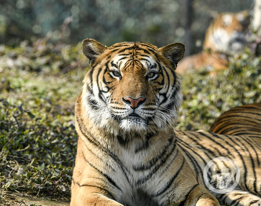 《虎虎生威》组照四 卜寿林 摄