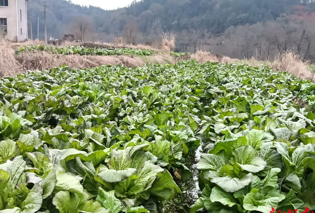 新春伊始,小河乡芥菜迎来大丰收,全乡共种植芥菜500亩,其中皇碑村种植