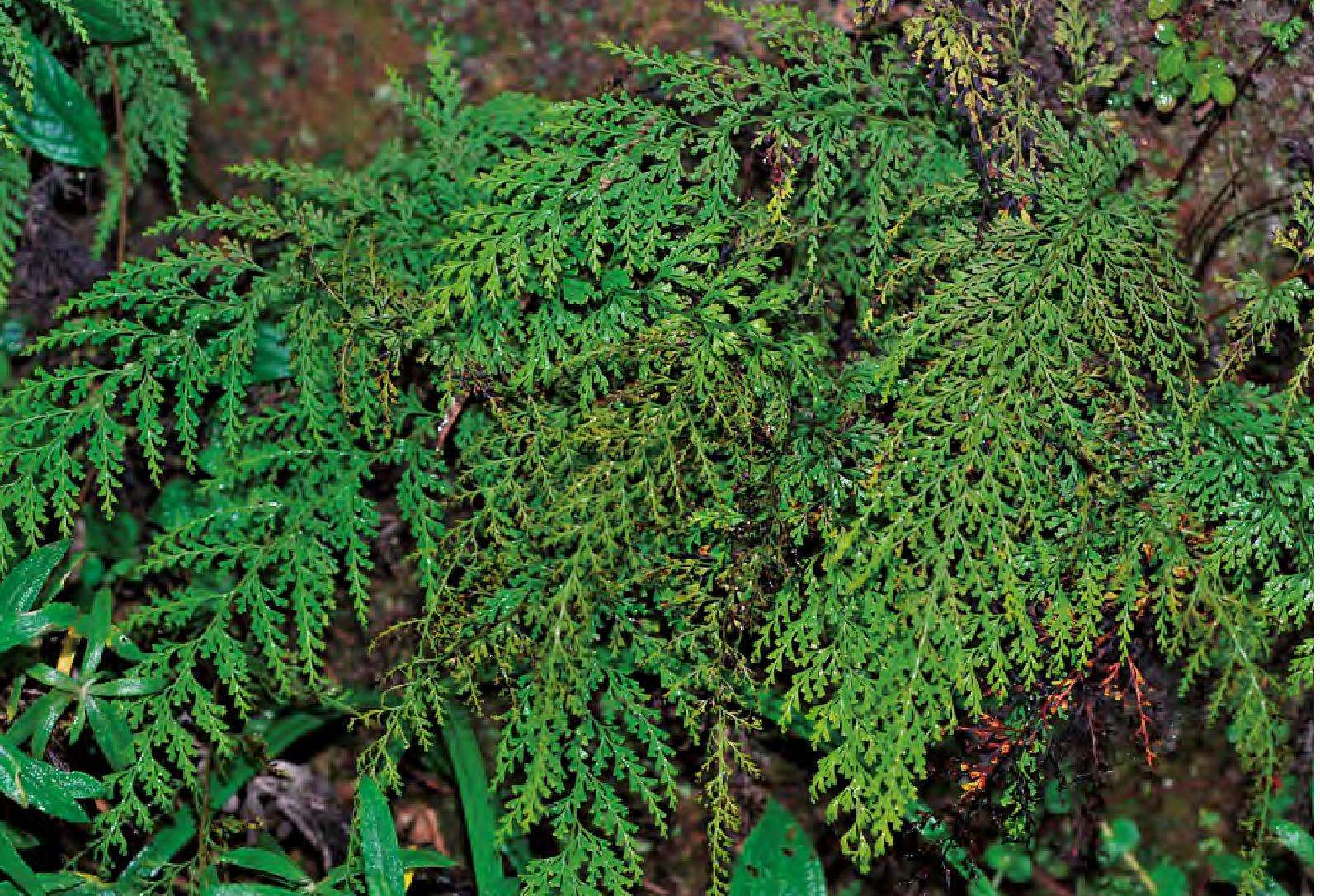 乌蕨被称为万能解毒王有人出200元一斤收购你家有请重视