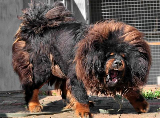 狗界"邋遢狗"排行榜,这几种狗,不是一般人能接受|犬种|藏獒|英国斗牛