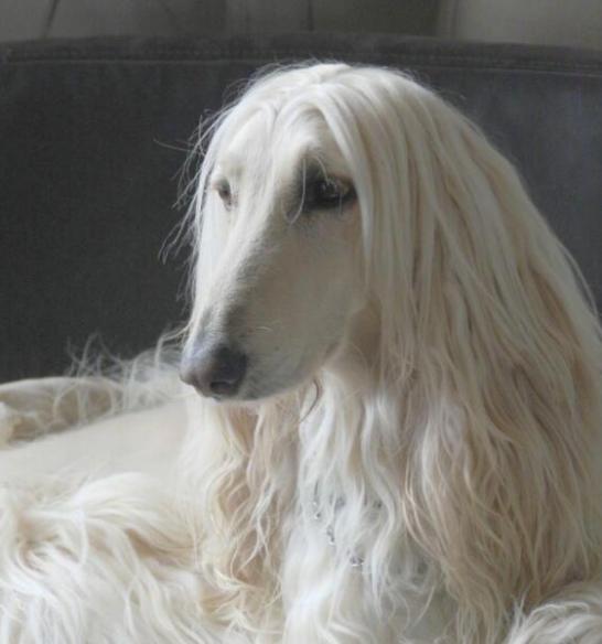 阿富汗猎犬虽然一身长毛很靓丽,但其实它在狗狗智商排行榜上排最后