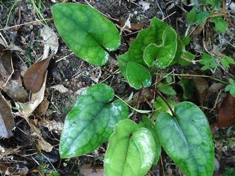 扑地金钟兔耳风,也叫朝天一炷香,药用价值厉害了,看到请珍惜