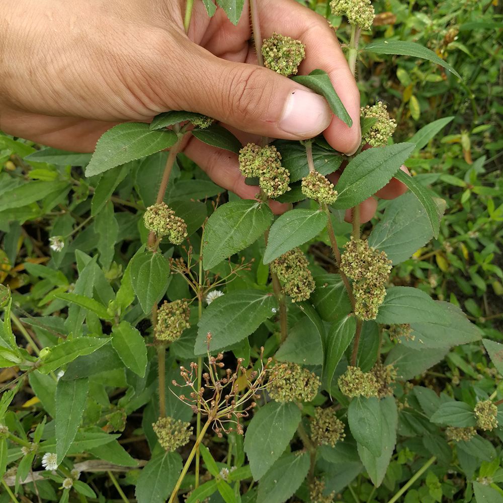 农村荒地常见的飞扬草,别把它当杂草除掉了,煮水厉害了,请重视|荒地