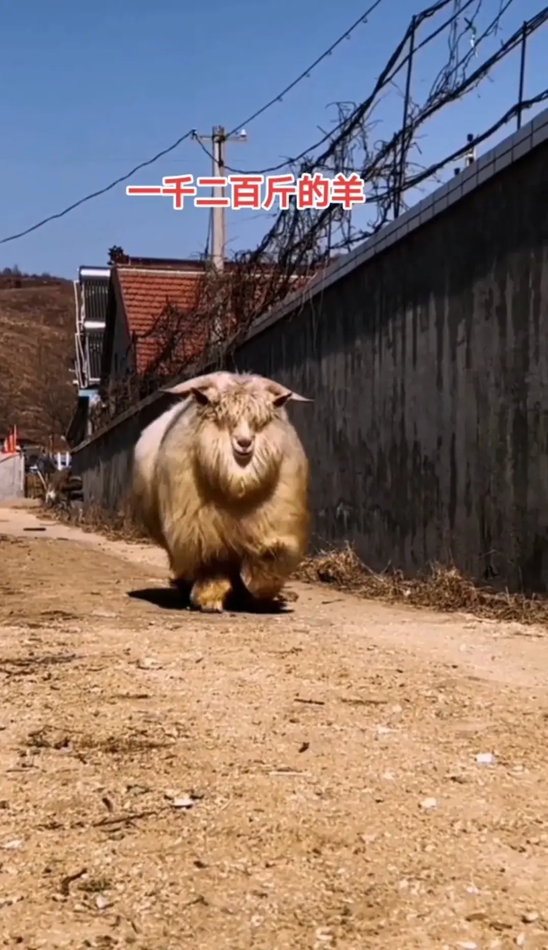 云南一只羊体重1200斤比普通的牛还要壮实网友上古神兽